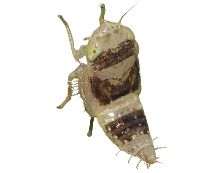 PNG of a silly brown insect rearing up