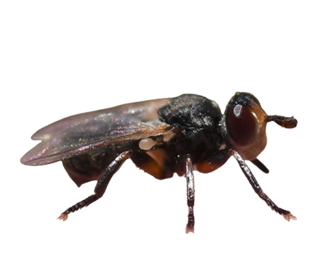 PNG of a black fly