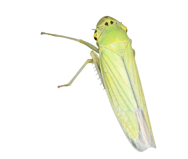 PNG of a green insect