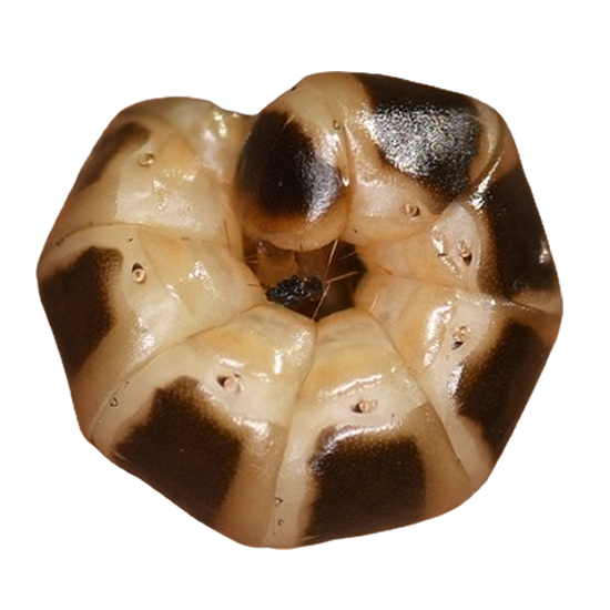 png of a grub curled in a ball