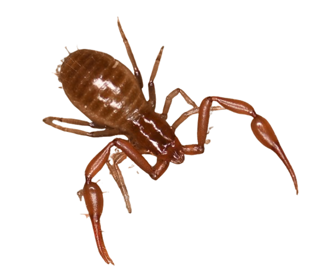 PNG of a pseudoscorpion.